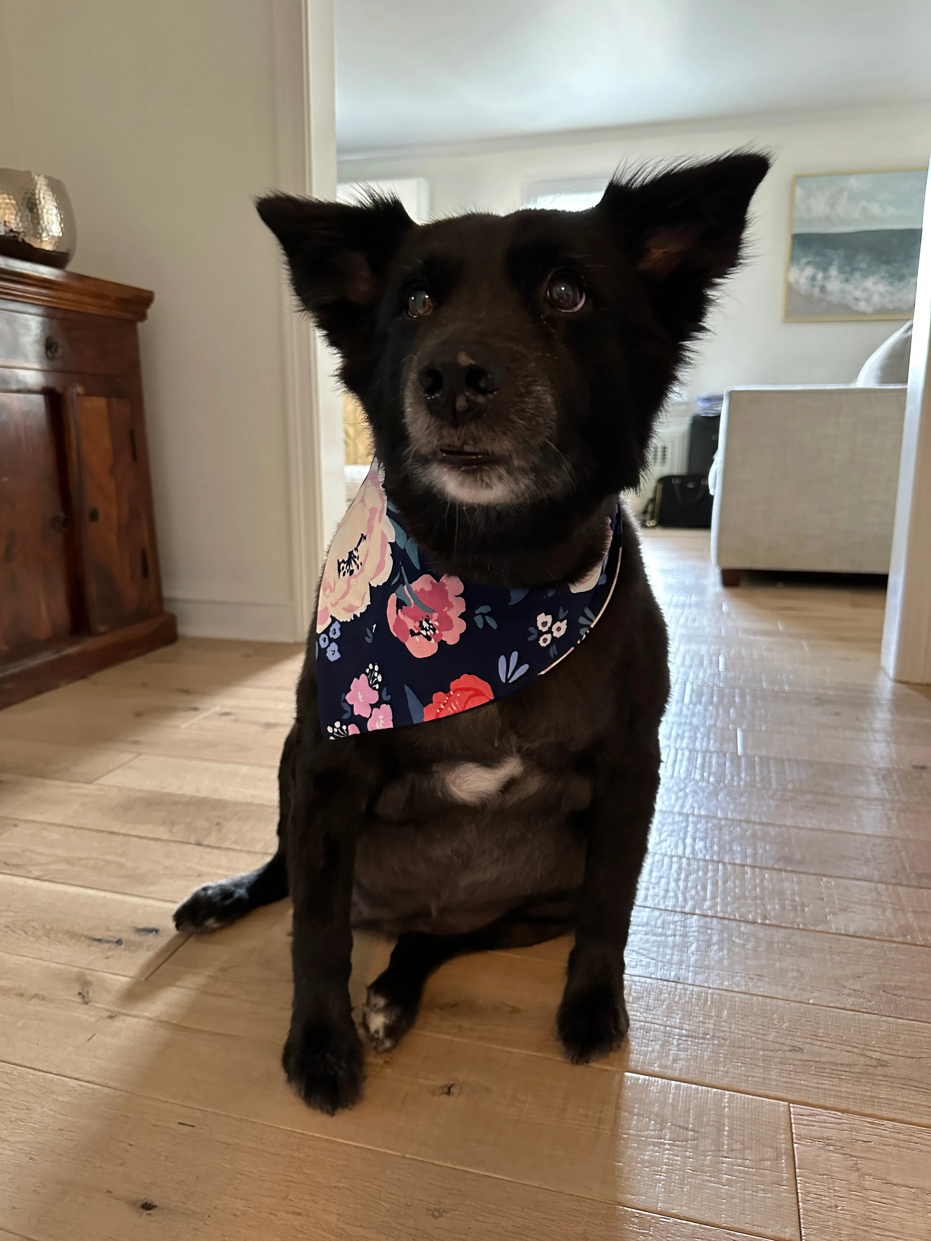 Annabelle Pet Bandana