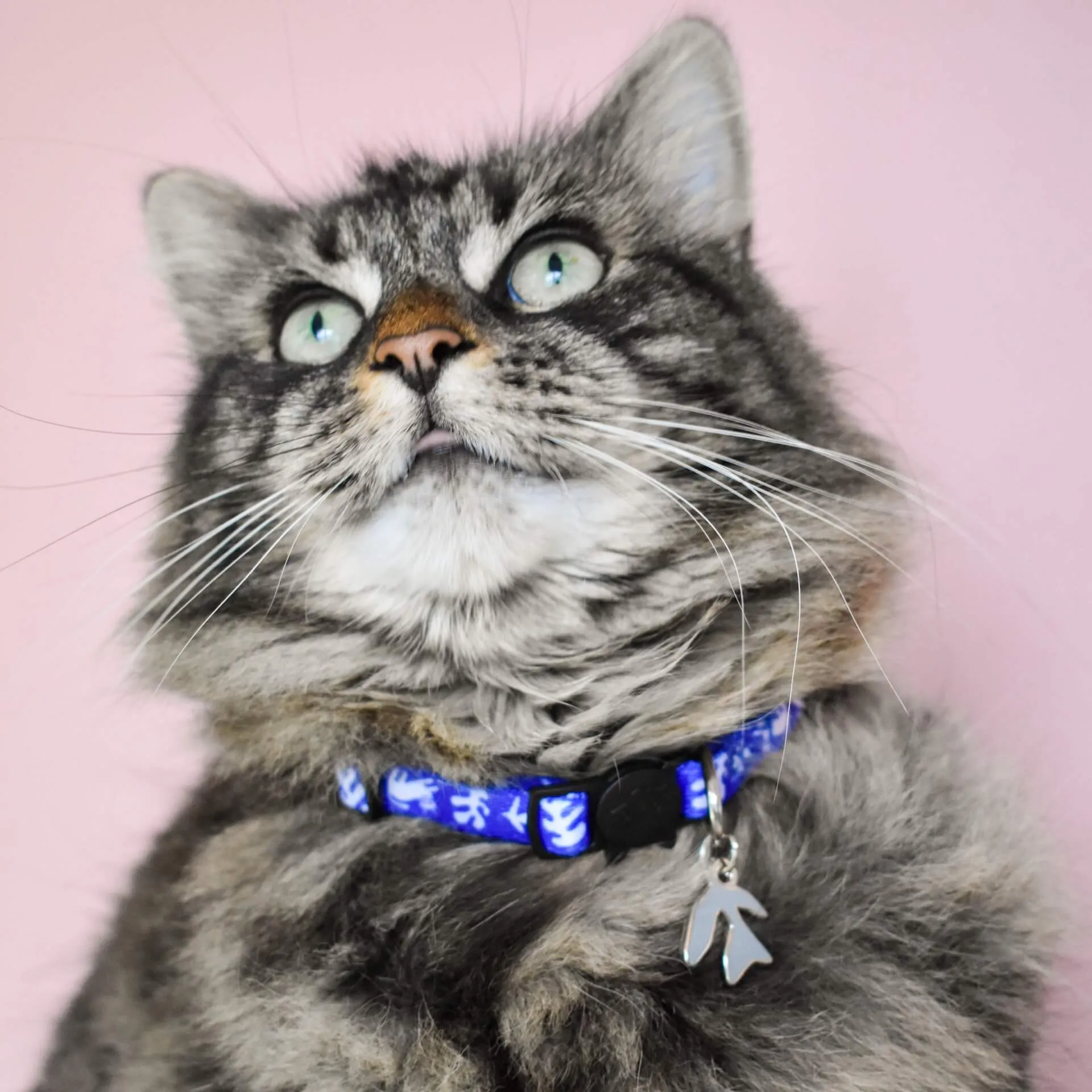 Artsy Cat Collar: Catisse