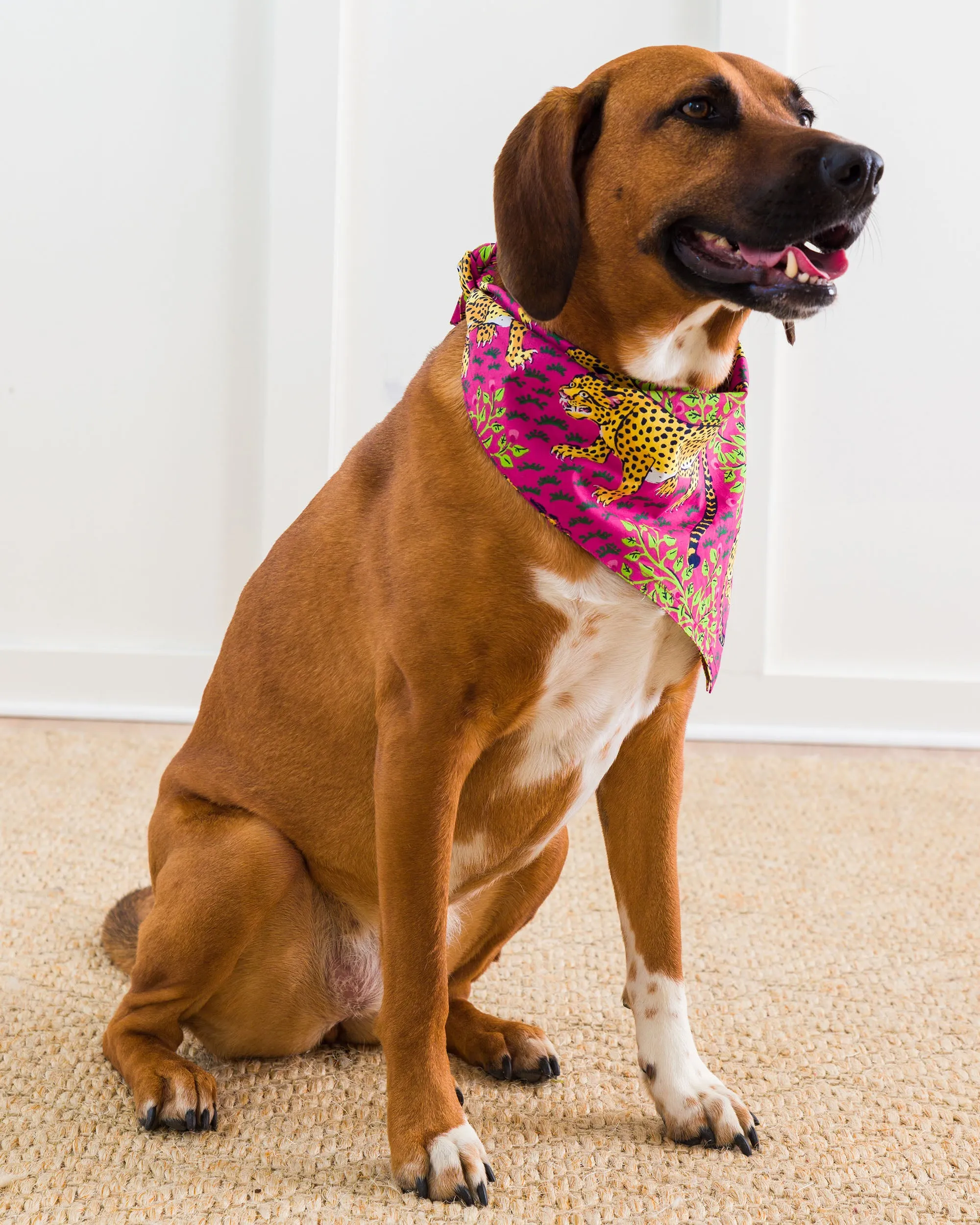 Bagheera - Pet Bandana - Hot Pink