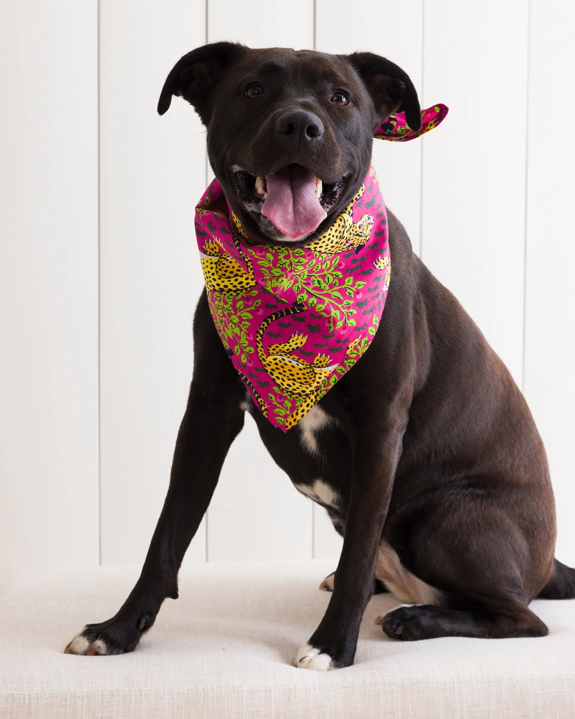 Bagheera - Pet Bandana - Hot Pink