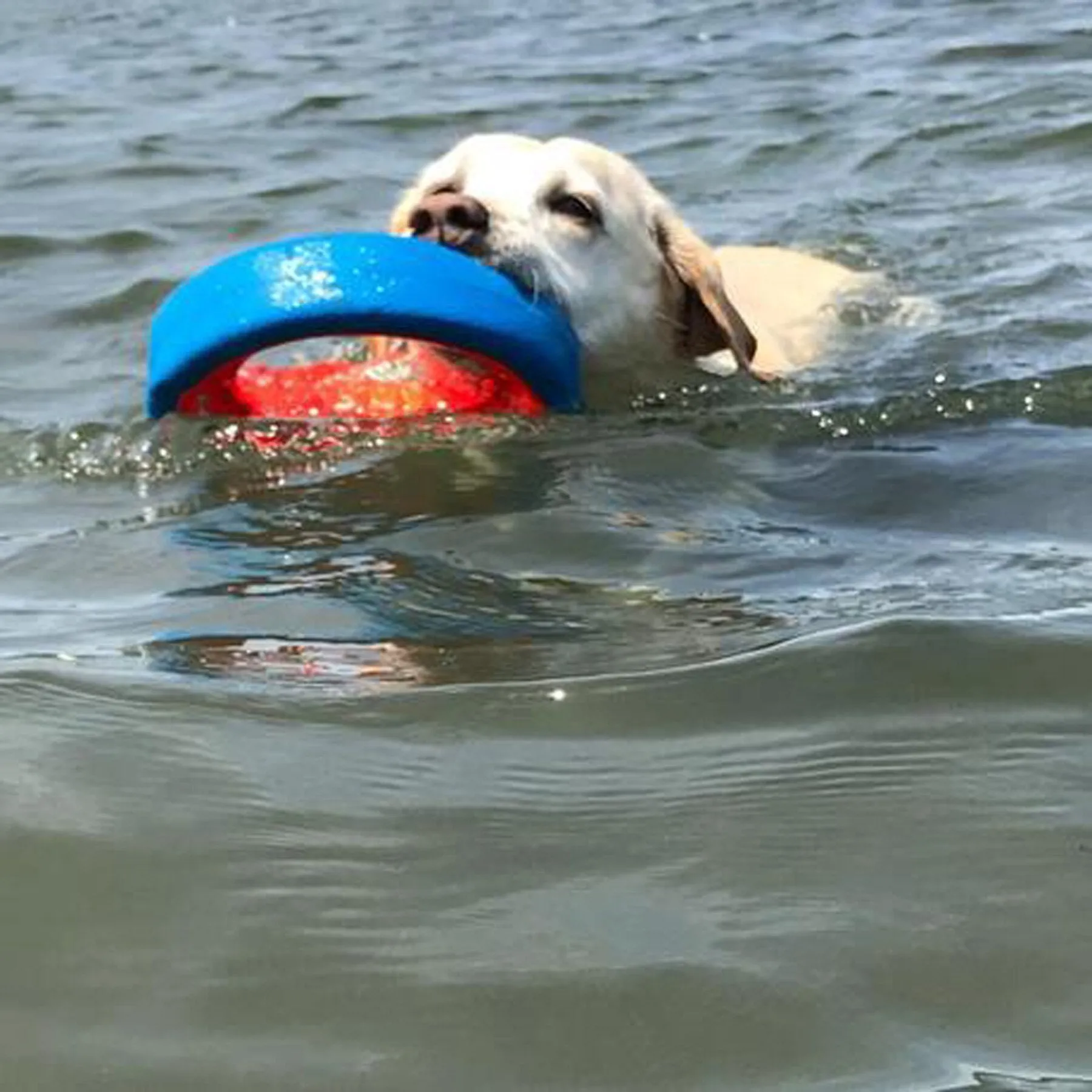 Chuckit! Fetch Wheel Dog Toy