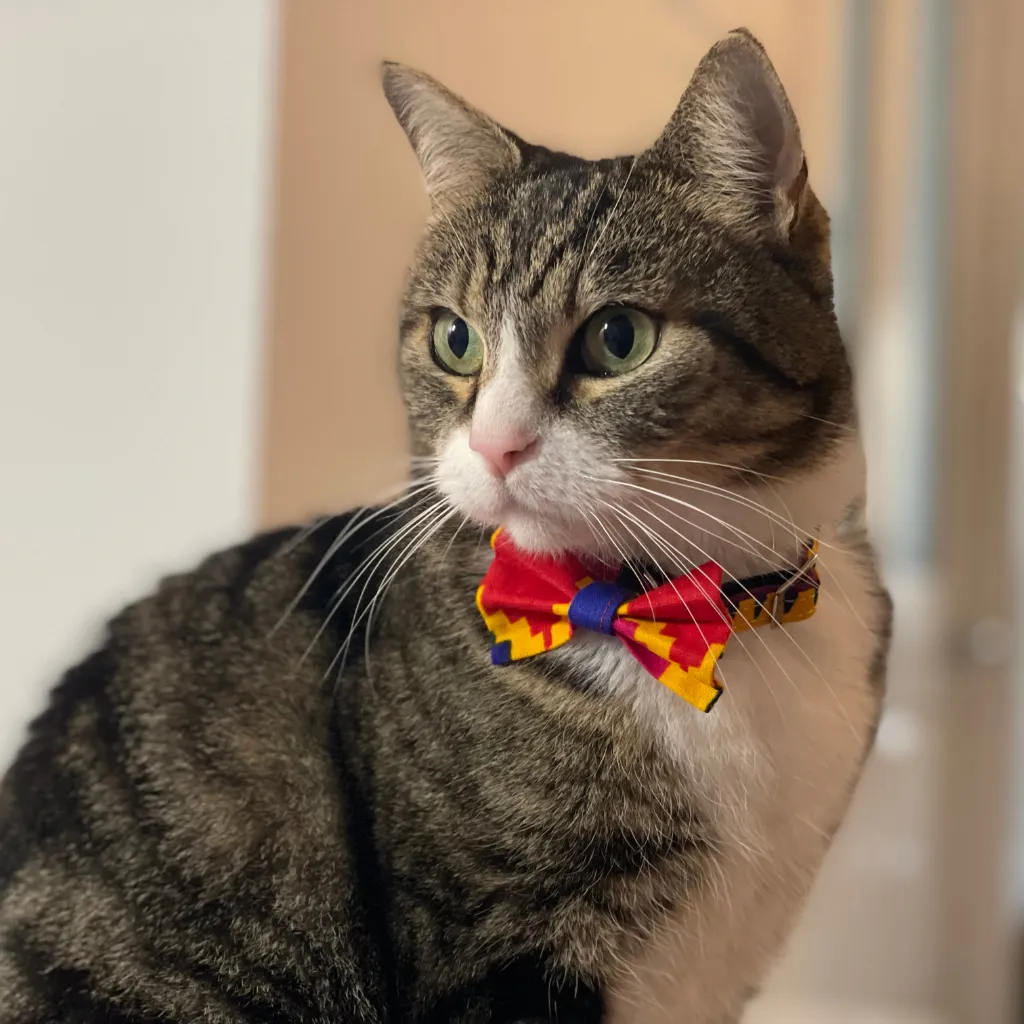 Dakar Cat Bow Tie