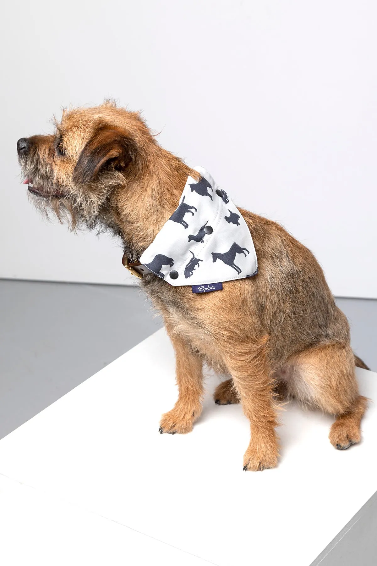 Dog Bandana