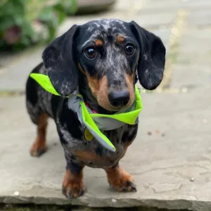 Doghouse Neon Reflective Dog Bandanas