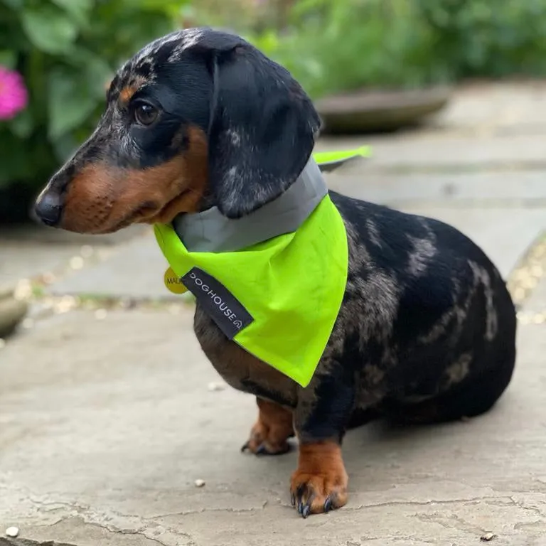 Doghouse Neon Reflective Dog Bandanas