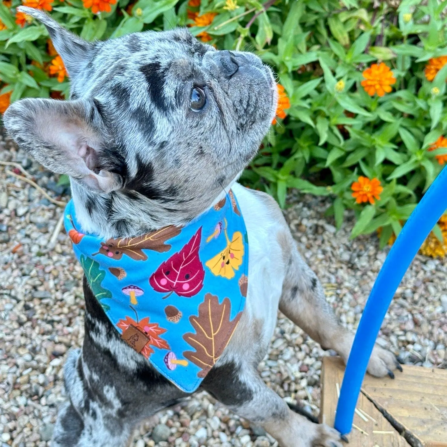 Hawthorne Leaf Dog Bandana