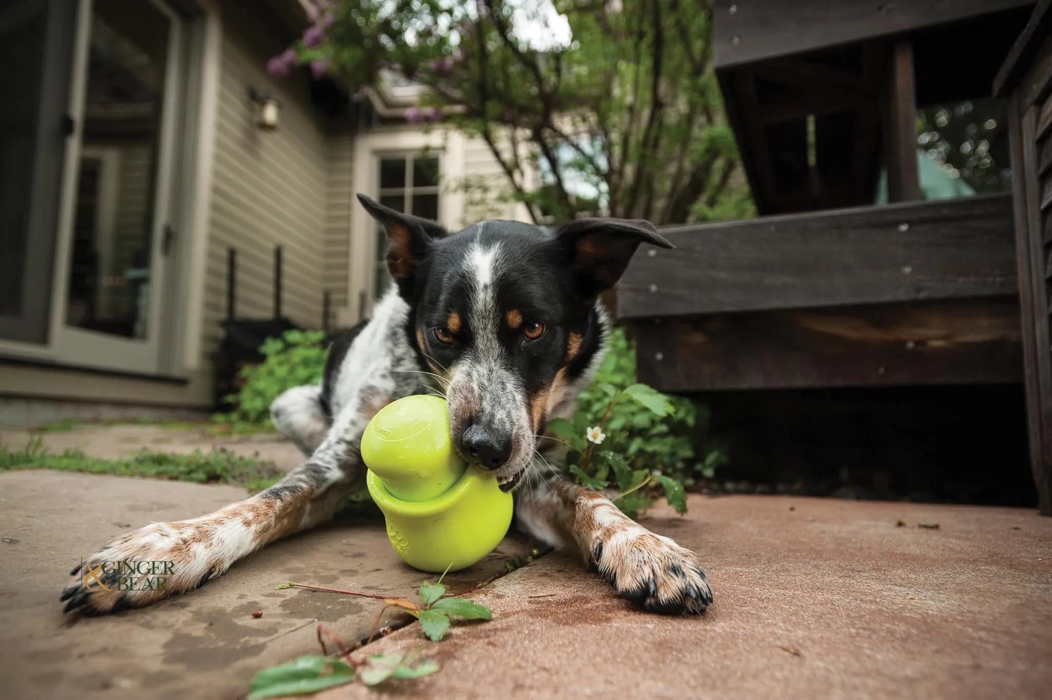 Interactive puzzle, food-dispensing dog toy, Zogoflex Toppl