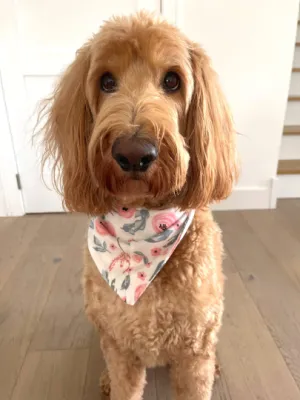 Ivy Pet Bandana