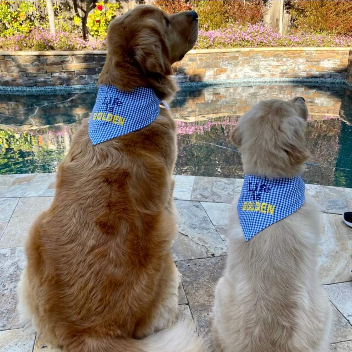 Life is Golden! Dog Bandana