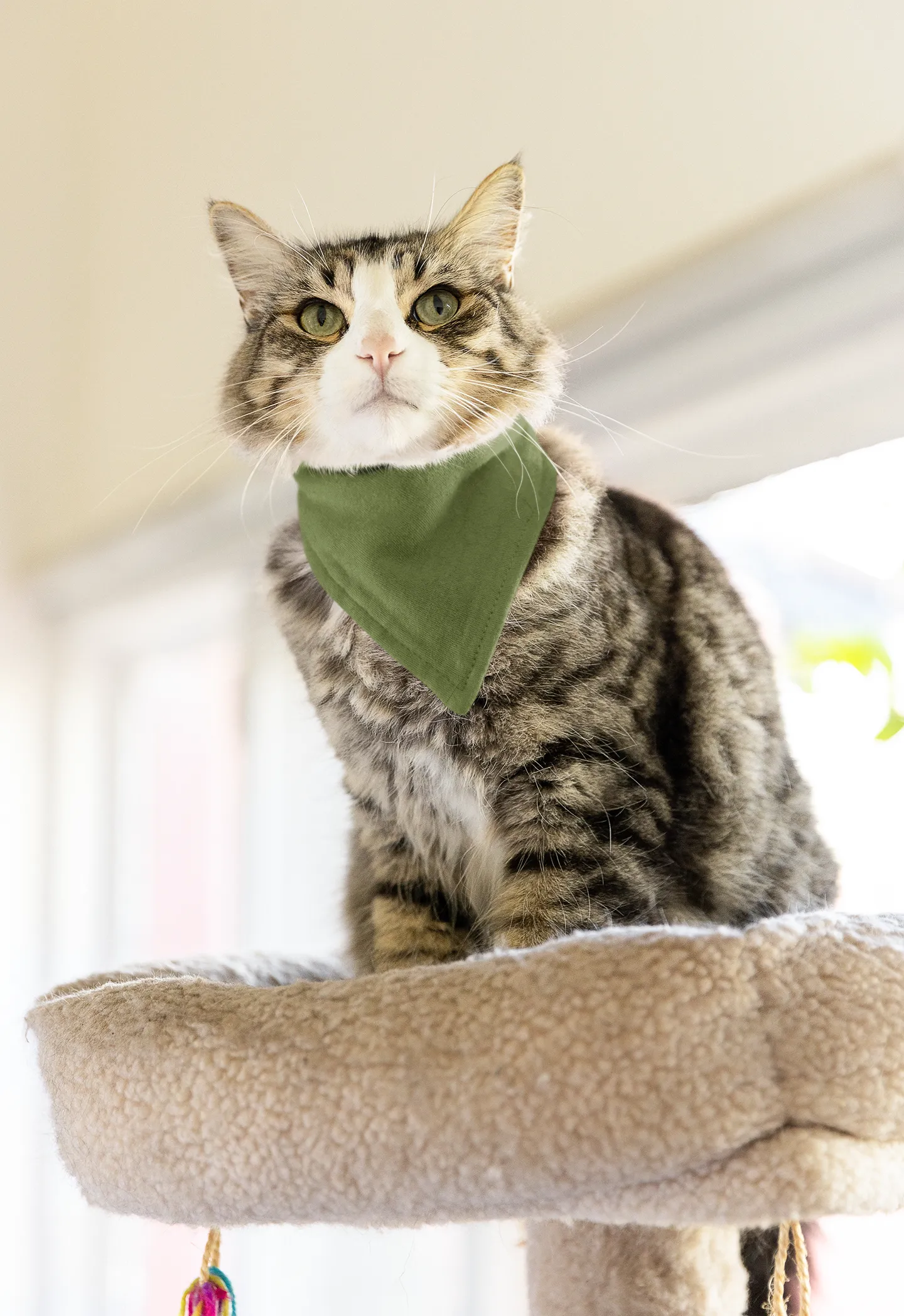 Olive Green Pet Bandana