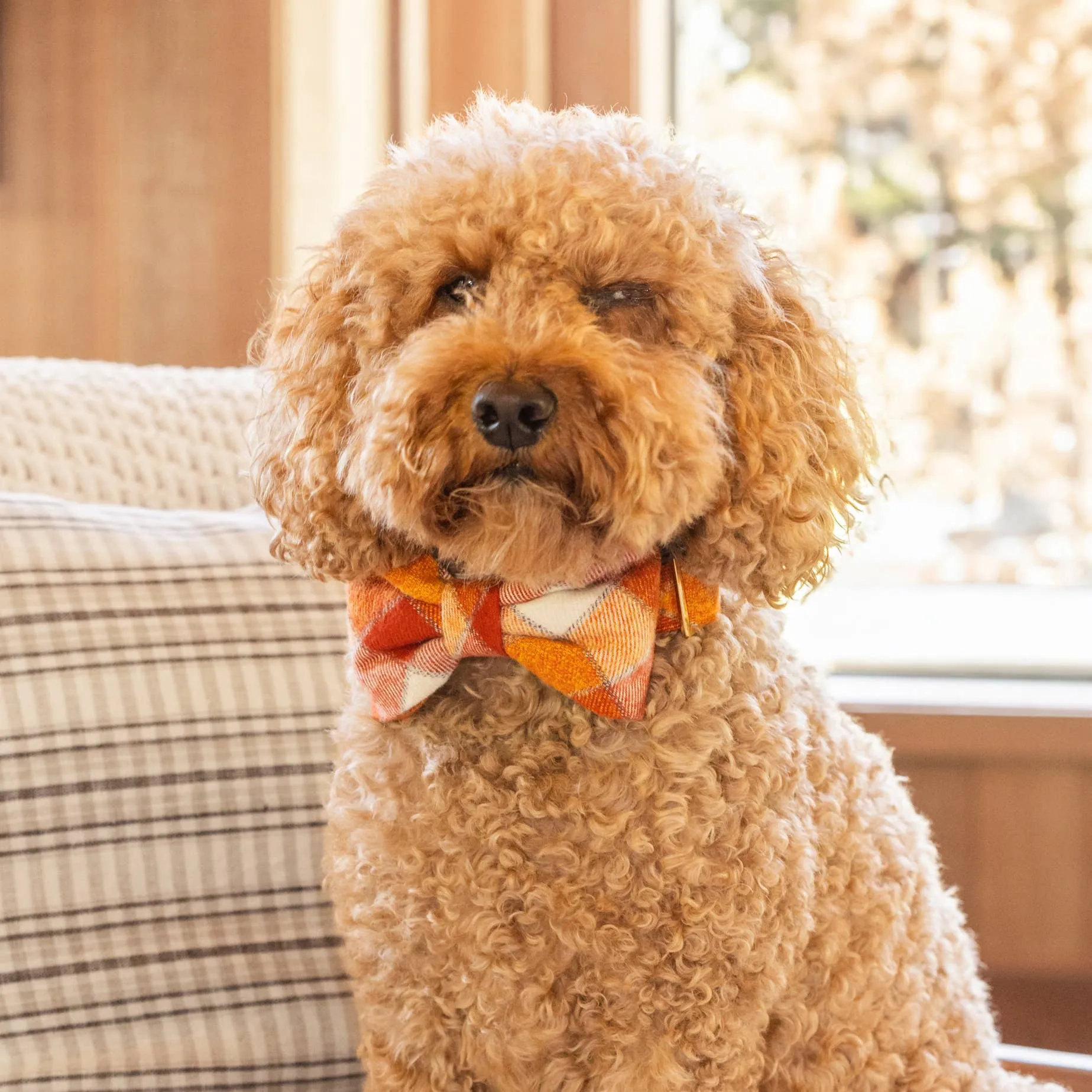 pumpkin spice plaid flannel bow tie