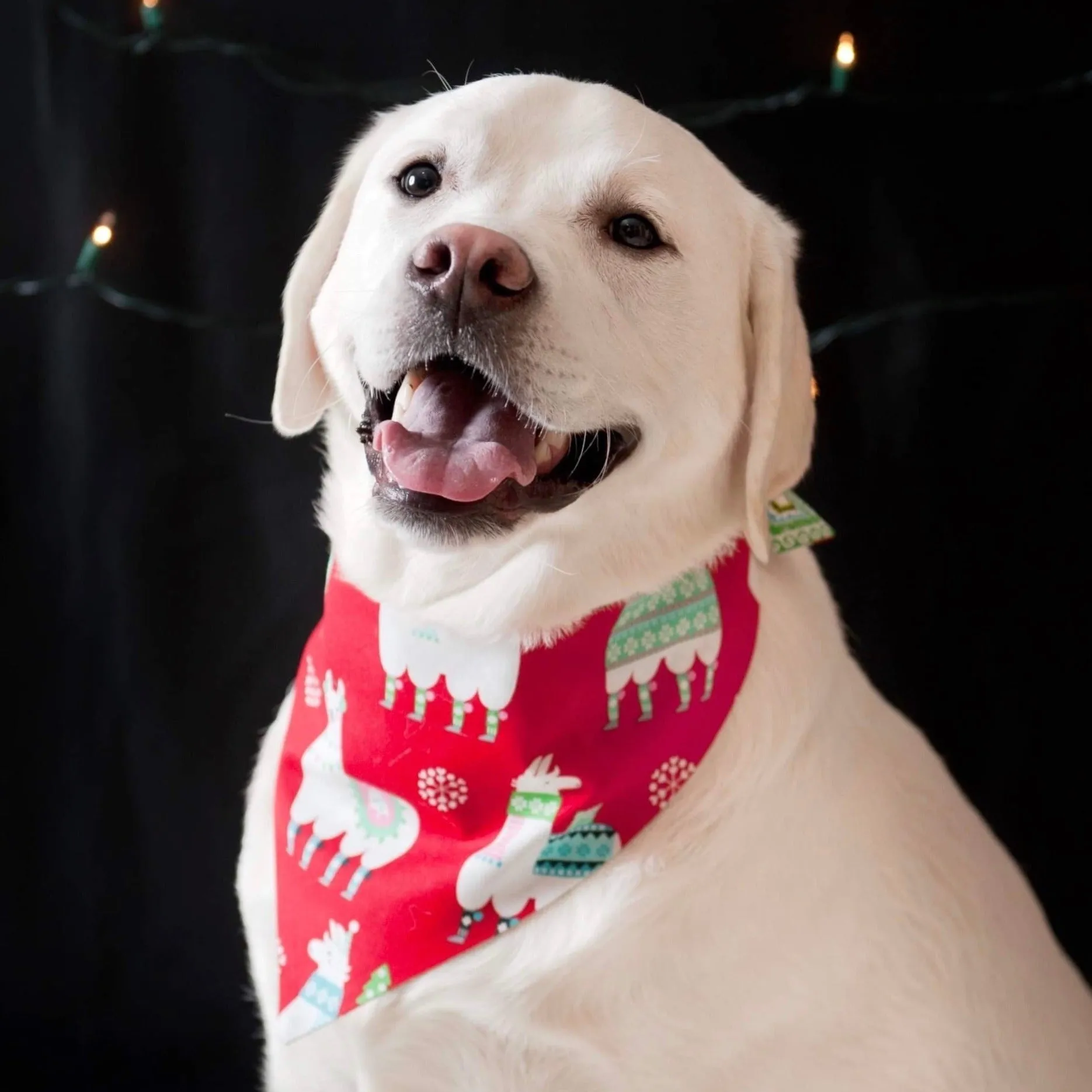 Santa Claus, Reindeer, Christmas Trees & Llama Dog Bandanas