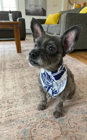 Serra Pet Bandana