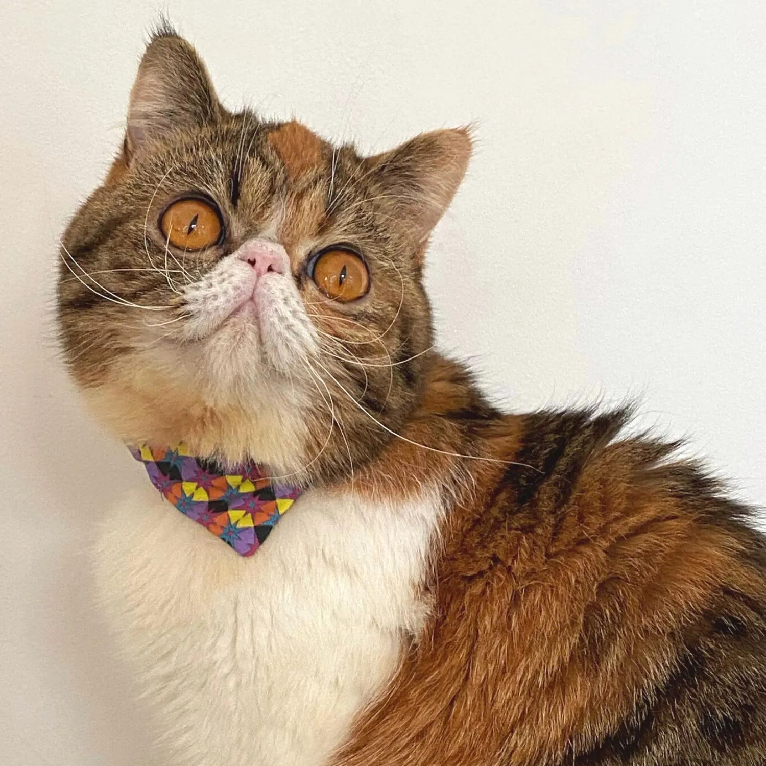 Starry Night Cat Bandana