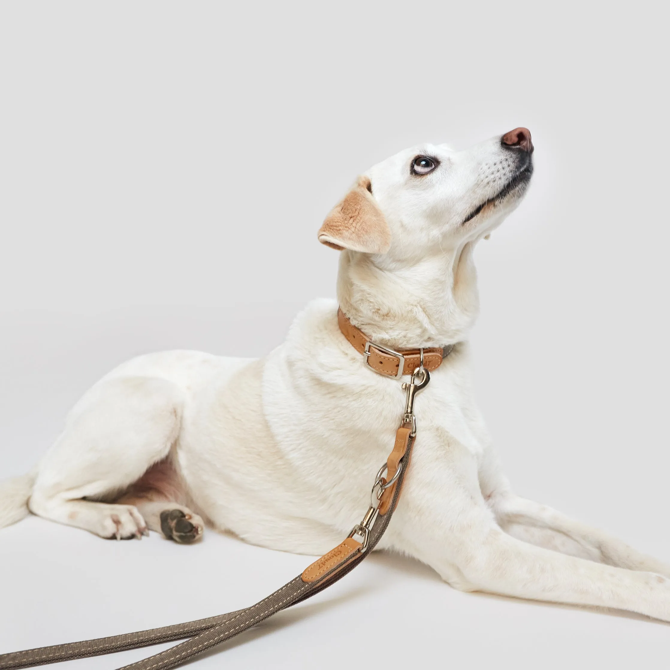 Tivoli Dog Leash in Greige from Cloud 7