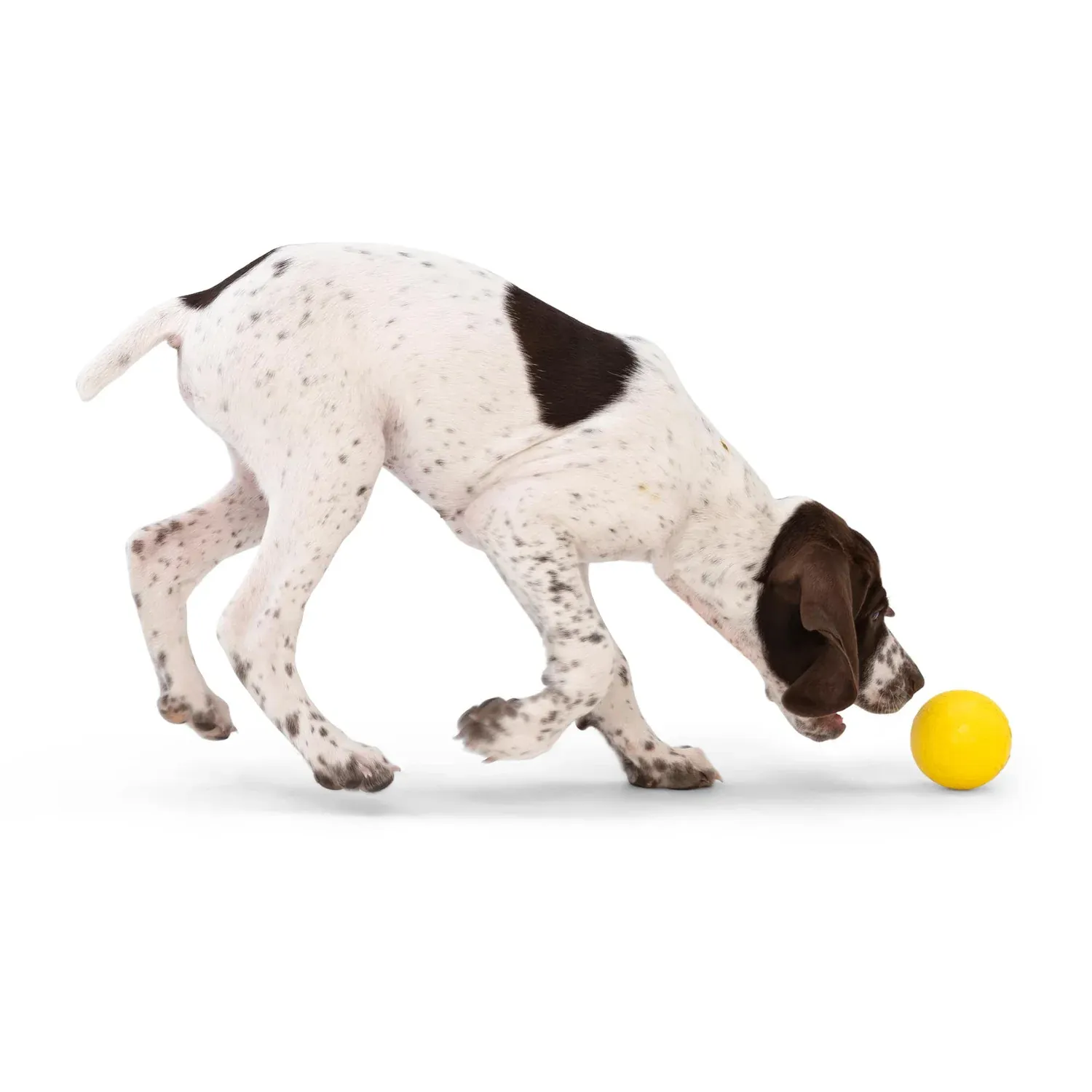 Toss and Fetch Dog toy, Zogoflex Boundr (pack of TWO)