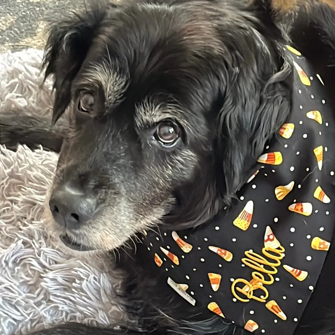 Turkeys & Pumpkins Fall Harvest Pet Bandanas